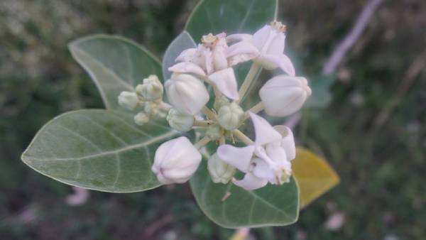 Vinayagar Chathurthi 2021: Erukkam poo malai for vinayagar benefits 