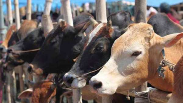 முகலாயர்கள் பசு வதை தடுப்பு முகலாயர்கள் பசு வதை தடுப்பு