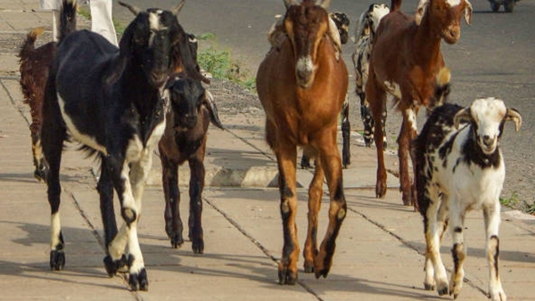 ரத்தத்தைப் பீய்ச்சி அடித்து அபிஷேகம்