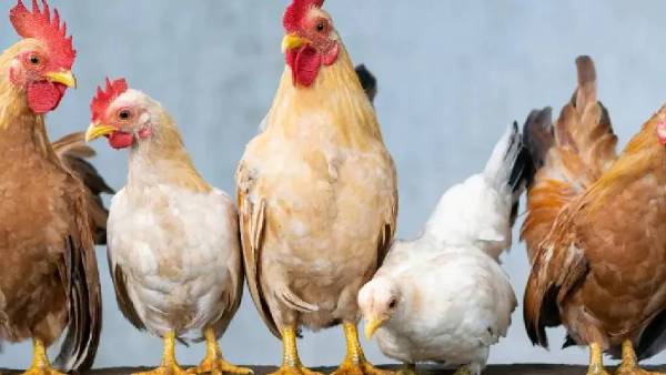 ஊசி மூலம் ரத்தம்