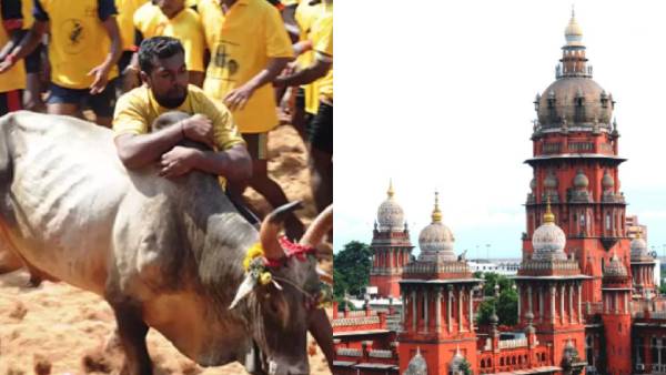 High Court order to the government Only country bulls are allowed in Jallikattu High Court order to the government Only country bulls are allowed in Jallikattu