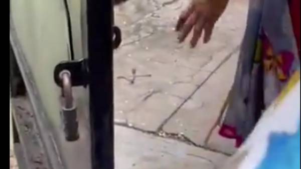 பாம்பு பாம்பு