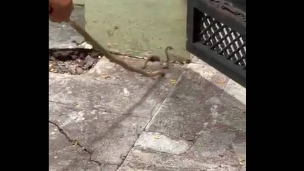 வனத்துறை அதிகாரி வனத்துறை அதிகாரி