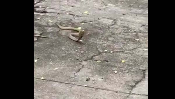 பாம்பு பாம்பு