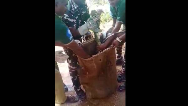 12 அடி நீள ராஜநாகம் 12 அடி நீள ராஜநாகம்