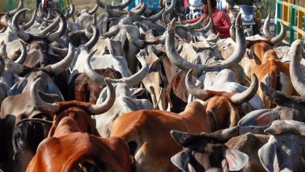 பசுவிற்கு தீங்கு செய்யக் கூடாது பசுவிற்கு தீங்கு செய்யக் கூடாது