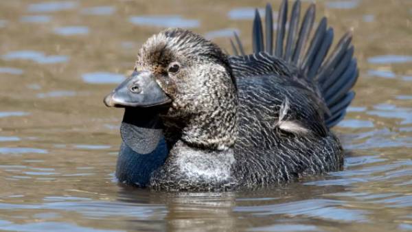 விளக்கம் இல்லை 