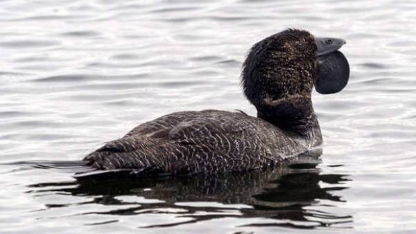 சேட்டைகள் 