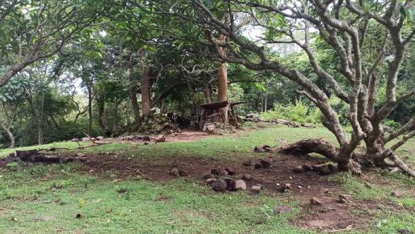 நான்கு அடி உயரம் 