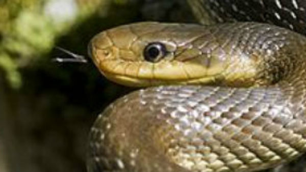 மூலக்கூறு