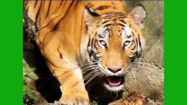 விசாரணை விசாரணை