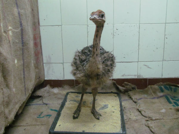 உயிரிழந்தன உயிரிழந்தன