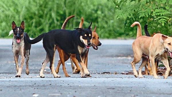 Vietnam: Popular dogs on social networking sites killed by covid infection suspicion Vietnam: Popular dogs on social networking sites killed by covid infection suspicion