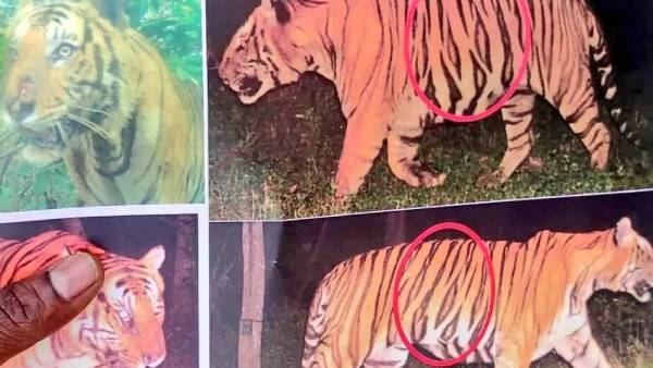 முதுமலை