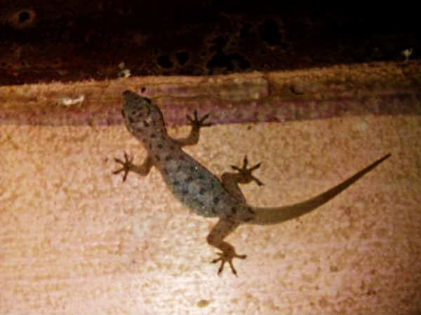  ஷட்டர்கள்