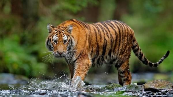 கண்காணிப்பு