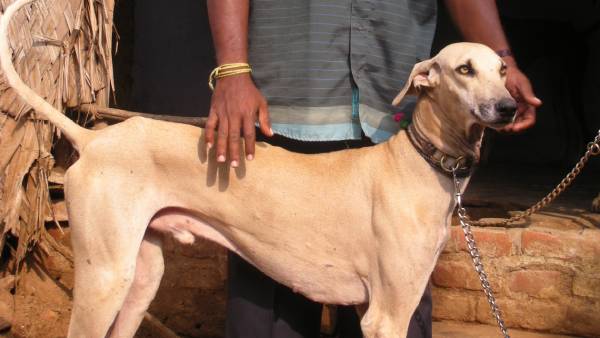 வேட்டை நாய் வேட்டை நாய்