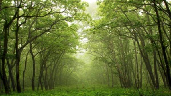 தாரை வார்க்க 