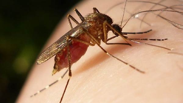 ஆப்பிரிக்க நாடுகள்