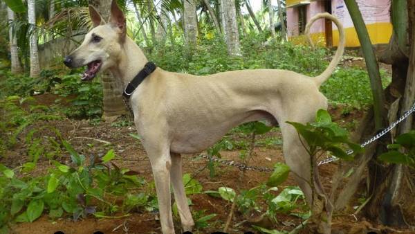 எங்கு வளர்க்கிறார்கள் எங்கு வளர்க்கிறார்கள்