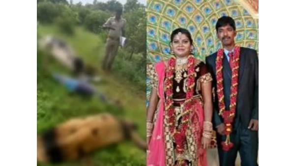 பசுமாடு