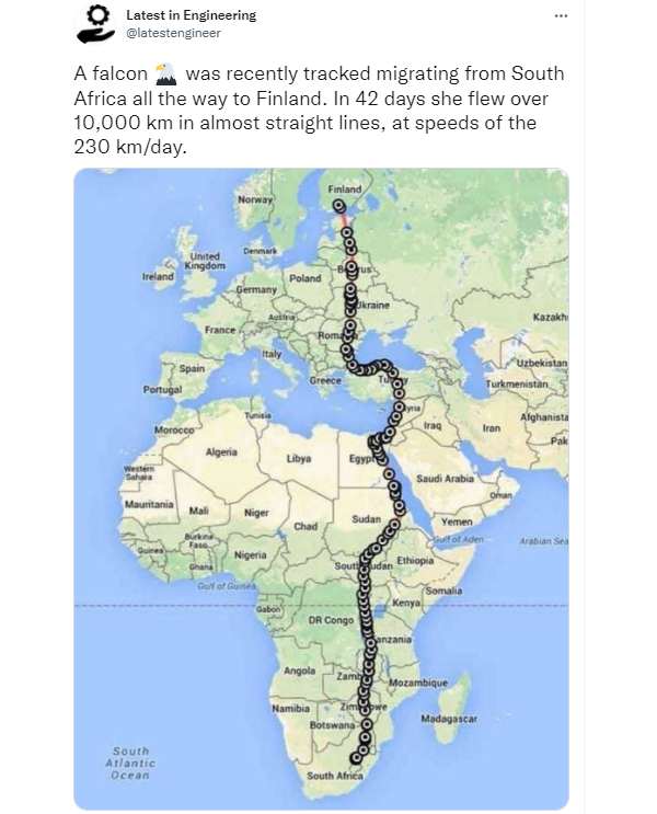 அதி வேக பறவைகள் 