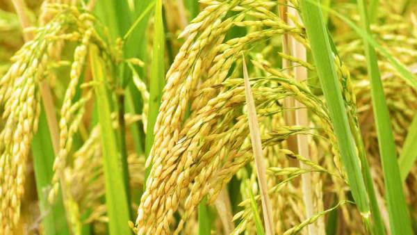 டெல்டா மாவட்டங்கள் 