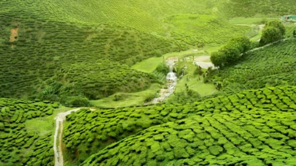 செபி 
