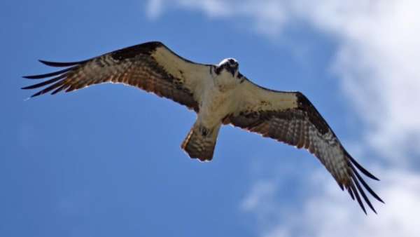 10 ஆயிரம் கி.மீ 