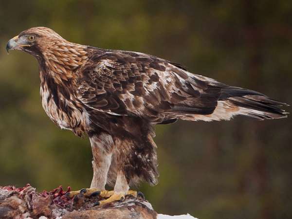 தட்ப வெப்பம் 