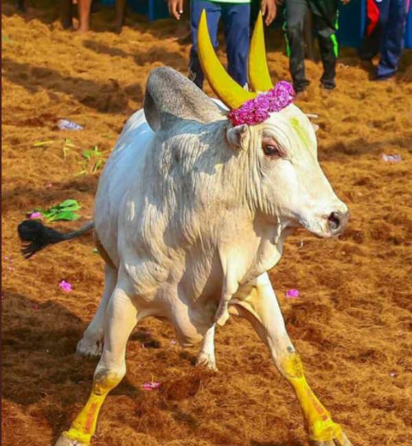 பிடிபடாத காளை 