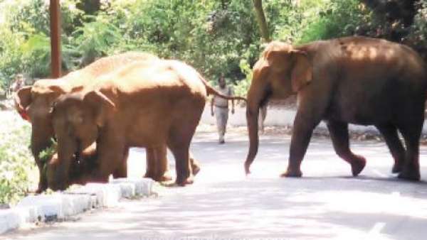 பூங்காவில் யானை அட்டகாசம் பூங்காவில் யானை அட்டகாசம்