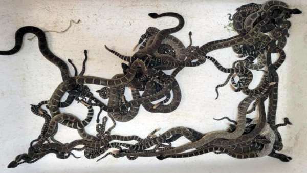 Nearly 90 Venomous rattlesnakes found in a house in America Nearly 90 Venomous rattlesnakes found in a house in America