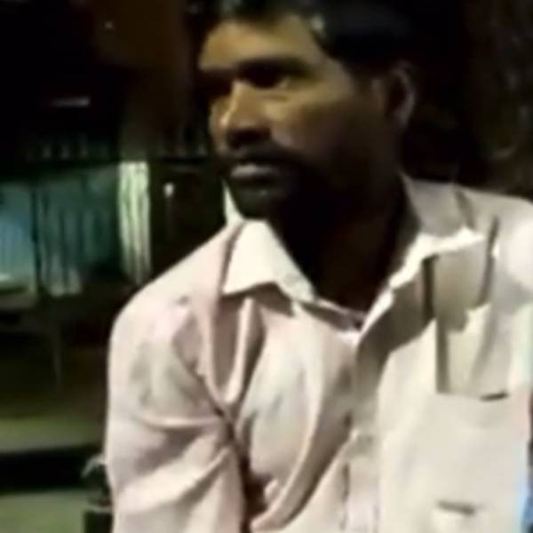 கோயில் காளை 