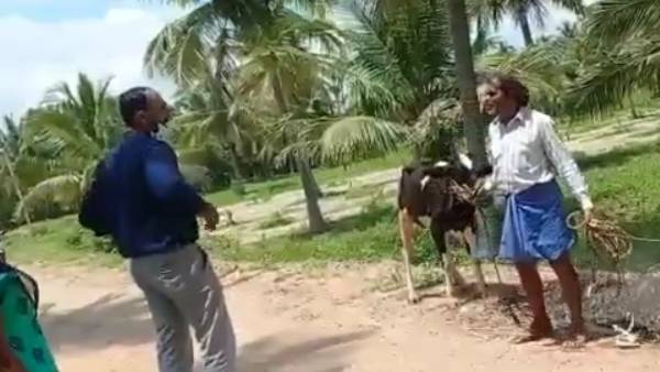 ஆடு மாடு