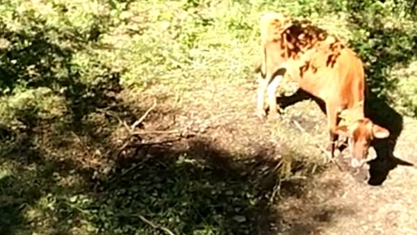 டி23 என்றால் ஏன் 