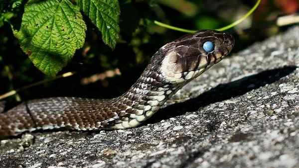 பரிதாபமாக உயிரிழந்தார் 