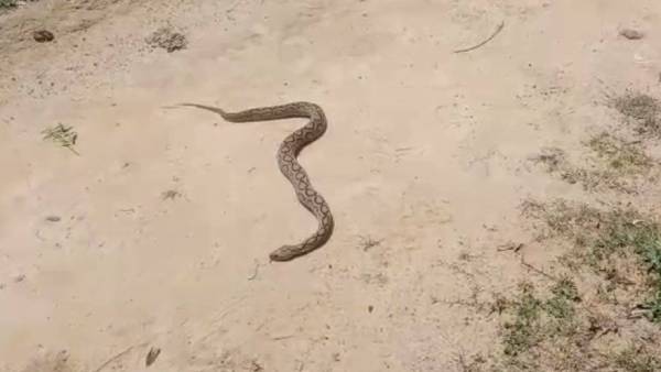 விஷப்பாம்பு கடித்தது 