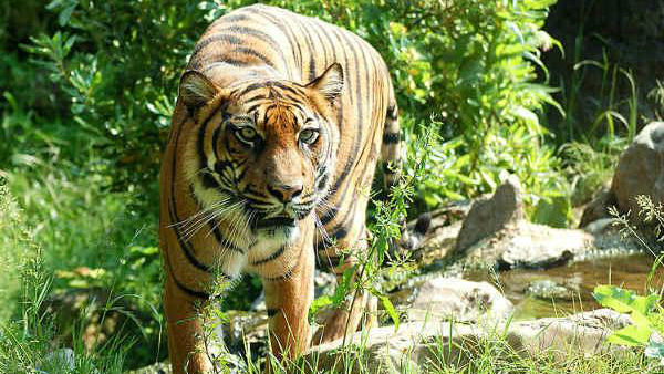 புலியின் நடமாட்டம்