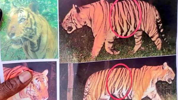 மயமான புலி மயமான புலி