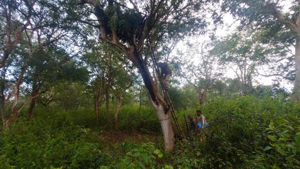 4 மாடுகள் கட்டி வைத்து 