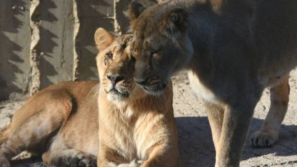 சோர்வு சோர்வு