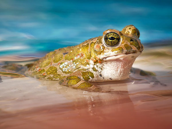 இட்லியில் தவளை 