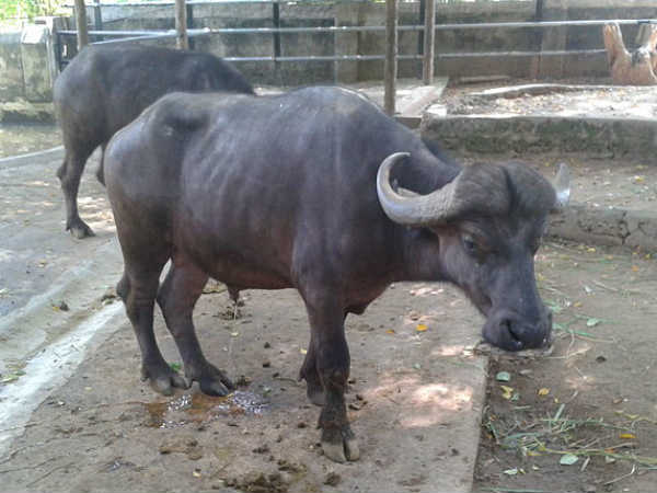 'பால் கறக்க அனுமதி மறுக்கிறது' 