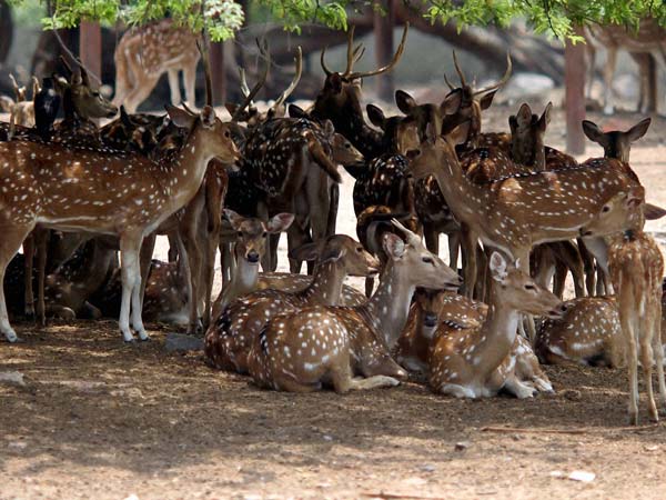 மான்கள்
