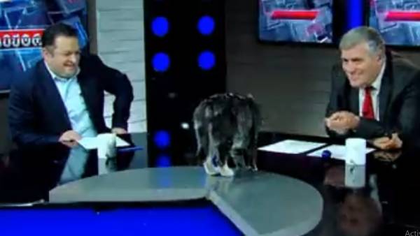 An interesting incident has taken place where a cat interrupted during a political debate show live on TV. An interesting incident has taken place where a cat interrupted during a political debate show live on TV.