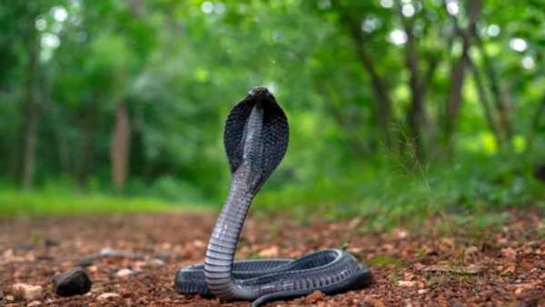 காடுகள் அதிசயமானவை 