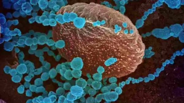 மருந்து இல்லை 