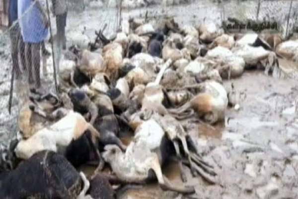  100 ஆடுகள் பலி? 