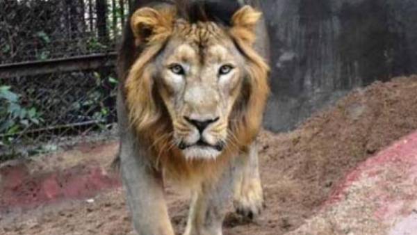 சிங்கப்பூர் சிங்கப்பூர்